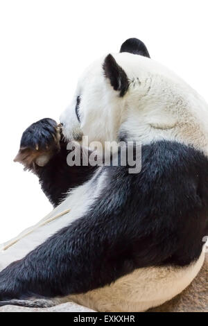 Orso Panda mangiare il bambù isolati su sfondo bianco Foto Stock