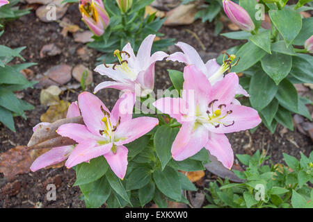 Gigli rosa fiore in giardino Foto Stock