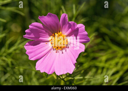 Rosa Fiore Cosmos Foto Stock