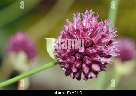 A testa tonda o di Porro Bristol cipolla - Allium sphaerocephalon trovati in the Avon Gorge, Bristol, Inghilterra Foto Stock