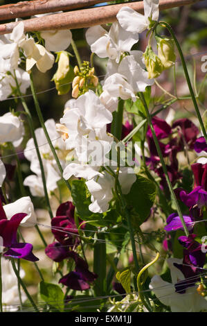 Bianco piselli dolci Lathyrus odoratus Foto Stock