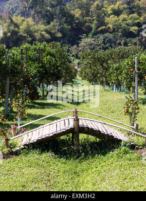 Bambù vecchio ponte dell'aranceto nel nord della Thailandia. Foto Stock
