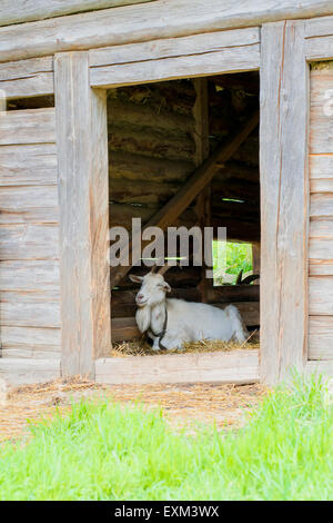 Capra bianca giacente in un recinto di legno Foto Stock