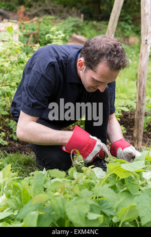 Ufficio lavoratori facendo alcuni volontari lavori di giardinaggio con carriole, Wedding, scavo, in guanti da giardinaggio Foto Stock