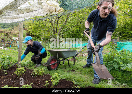 Ufficio lavoratori facendo alcuni volontari lavori di giardinaggio con carriole, Wedding, scavo, in guanti da giardinaggio Foto Stock