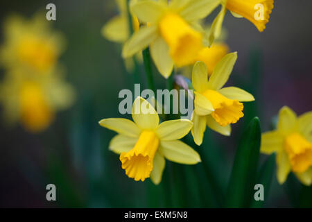 Il daffodil ha una forte associazione con la Pasqua simboleggia la ri-nascita e nuovi inizi Jane Ann Butler JABP Fotografia1242 Foto Stock