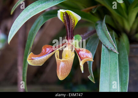 Lady slipper orchid paphiopedilum Foto Stock