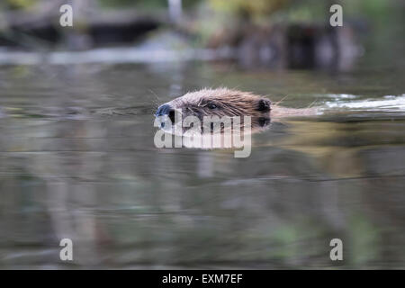 Wild Scottish Beaver dalla popolazione Tayside Foto Stock