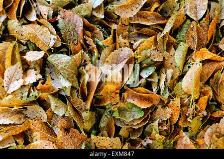 Immagine ravvicinata di alcune foglie di marciume Foto Stock