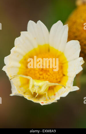 Ragno di granchio rosa (Thomisus onustus) che imita un fiore a margherita (Glebionis coronaria) (Parco Naturale Ses Salines, Formentera, Isole Baleari, Spagna) Foto Stock