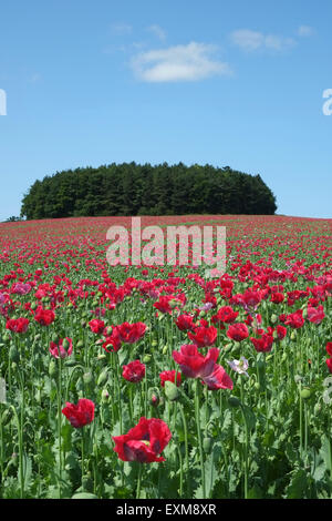 Un campo di papaveri rossi coltivati - papaver somniferum - coltivato per il mercato culinario, Inghilterra, Regno Unito. Un piccolo bosco si trova su una collina in lontananza Foto Stock