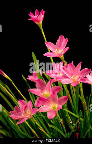 Phalaenopsis Red Hot Imperialisolated su sfondo nero Foto Stock