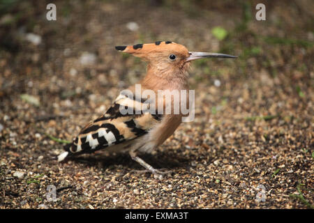 Eurasian Upupa (Upupa epops) presso lo Zoo di Ohrada a Hluboka nad Vltavou, Boemia del Sud, Repubblica Ceca. Foto Stock