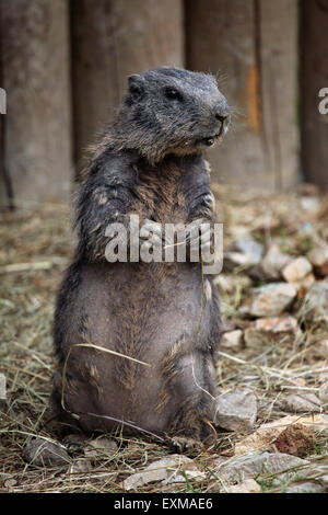 Alpine marmotta (Marmota marmota) presso lo Zoo di Ohrada a Hluboka nad Vltavou, Boemia del Sud, Repubblica Ceca. Foto Stock