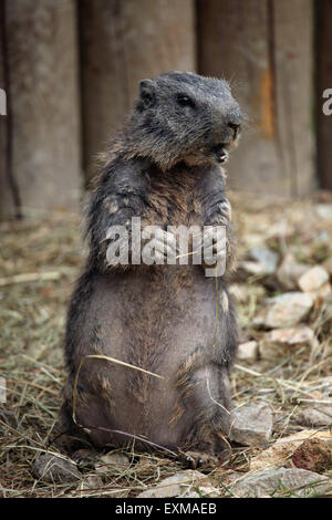 Alpine marmotta (Marmota marmota) presso lo Zoo di Ohrada a Hluboka nad Vltavou, Boemia del Sud, Repubblica Ceca. Foto Stock