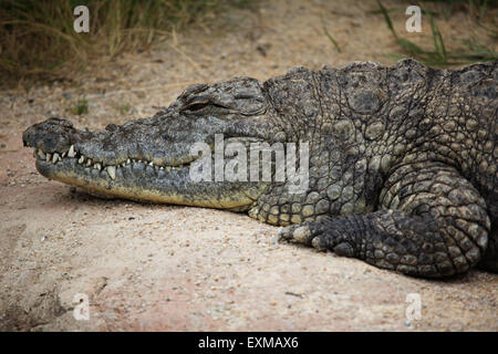 Coccodrillo del Nilo (Crocodylus niloticus) presso lo Zoo di Ohrada a Hluboka nad Vltavou, Boemia del Sud, Repubblica Ceca. Foto Stock