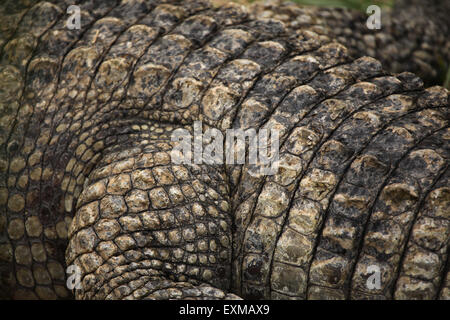 Coccodrillo del Nilo (Crocodylus niloticus) cuoio texture. La vita selvatica animale. Foto Stock