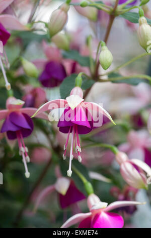 Fuchsia 'Chelsea Louise' fiori Foto Stock