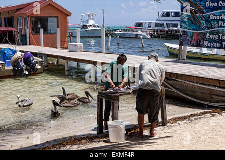 I pescatori locali pulizia del pesce sulla spiaggia di San Pedro, Ambergris Caye, Belize, America centrale. Foto Stock