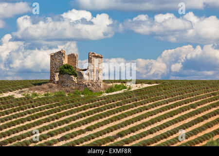 Casa di pietra in rovina raccolte campo di lavanda, Valensole, Provenza, Francia Foto Stock