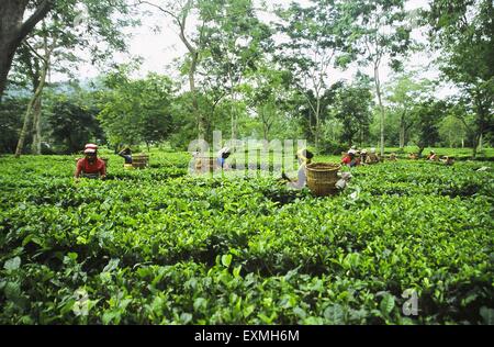 Donne che cazzo foglie di tè, giardino del tè, Darjeeling, West Bengala, India, Asia, Asia, India Foto Stock