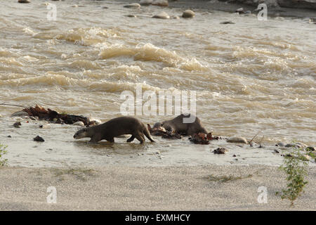 Lontra rivestita liscia ; Lutra perspicillata ; fiume Ranganga ; Parco Nazionale Jim Corbett ; Distretto Nainital ; Ramnagar ; Uttarakhand ; Uttaranchal ; India ; Asia Foto Stock