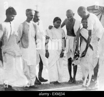 Balwant Singh ; il Mahatma Gandhi ; Durga Mehta (c) e altri saluto un vitello neonato al Sevagram Ashram ; c1938 n. MR Foto Stock