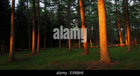 Foresta con gli ultimi raggi di sole che illumina i tronchi Foto Stock