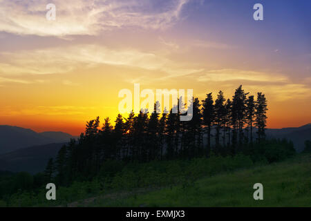 Pini al tramonto con colori brillanti Foto Stock