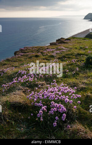 Mare Rosa crescente accanto alla costa sud-ovest sul percorso della Jurassic Coast presso Eype, Dorset. Foto Stock