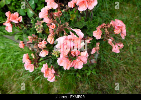 Vista aerea di pioggia danneggiato rosa salmone geranio nell estate del 2015 Wales UK KATHY DEWITT Foto Stock