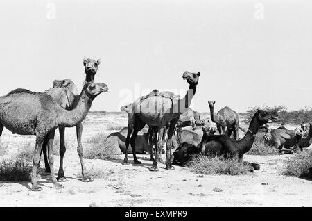 Mandria di cammelli, Grande Ragno di kutch, palude di sale, deserto di Thar, kutch, Gujarat, India, Asia Foto Stock