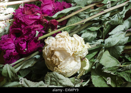 Composizione di varoius fiori secchi Foto Stock