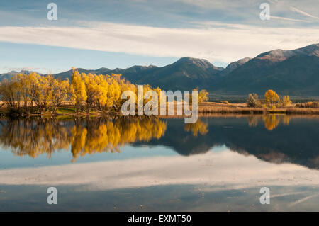 Pioppi neri americani colorati alberi lungo il Kicking Horse ajacent serbatoio all'Autostrada 93 in Montana Occidentale sostenuto dalla Missione Mount Foto Stock