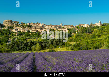 Vista del villaggio di Saignon con campo di lavanda in fiore, Provenza, Francia Foto Stock