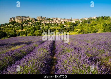 Vista del villaggio di Saignon con campo di lavanda in fiore, Provenza, Francia Foto Stock