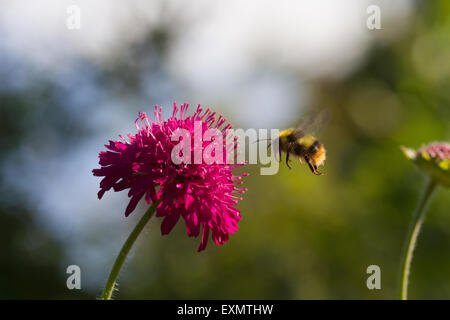 Un assolo di bumblebee in volo, appena prima che si atterra su un bel fiore rosa in un giardino nel nord est dell' Inghilterra Foto Stock