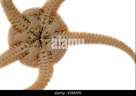 Il lato inferiore della fragile stella / stella serpente (Ophiura ophiura) su sfondo bianco che mostra la bocca e dei denti Foto Stock