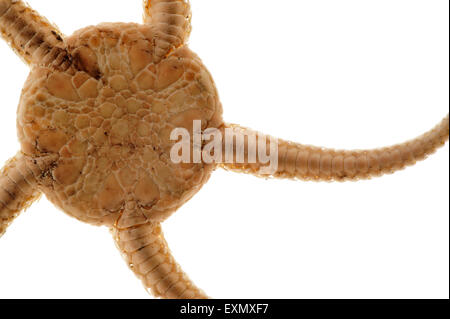 Dettaglio della fragile stella / stella serpente (Ophiura ophiura) su sfondo bianco Foto Stock