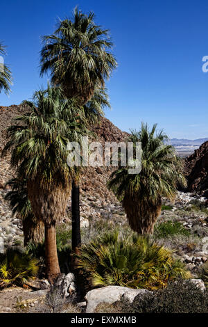 Quarantanove oasi di palme a Joshua Tree National Park, California, Stati Uniti d'America. Foto Stock