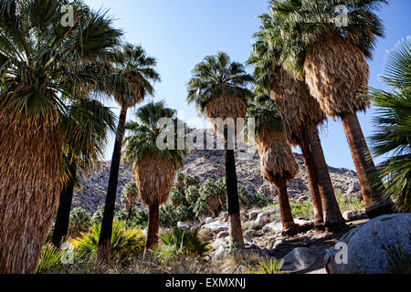 Quarantanove oasi di palme a Joshua Tree National Park, California, Stati Uniti d'America. Foto Stock