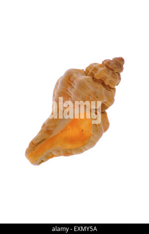 Sting winkle / Oyster trapano / Murex Hedgehog (Ocenebra erinacea) su sfondo bianco Foto Stock