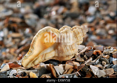 Sting winkle / Oyster trapano / Murex Hedgehog (Ocenebra erinacea) lavato sulla spiaggia Foto Stock