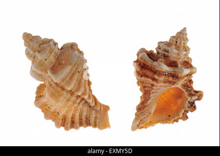 Sting winkle / Oyster trapano / Murex Hedgehog (Ocenebra erinacea) gusci su sfondo bianco Foto Stock