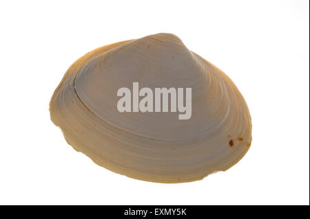 Atlantic surf clam (Spisula solida) shell su sfondo bianco Foto Stock