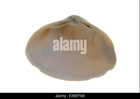 Atlantic surf clam (Spisula solida) shell su sfondo bianco Foto Stock