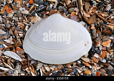 Atlantic surf clam (Spisula solida) guscio lavato sulla spiaggia Foto Stock