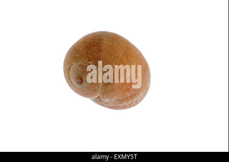 Appartamento pervinca (Littorina obtusata) shell su sfondo bianco Foto Stock