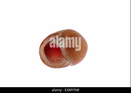 Appartamento pervinca (Littorina obtusata) shell su sfondo bianco Foto Stock