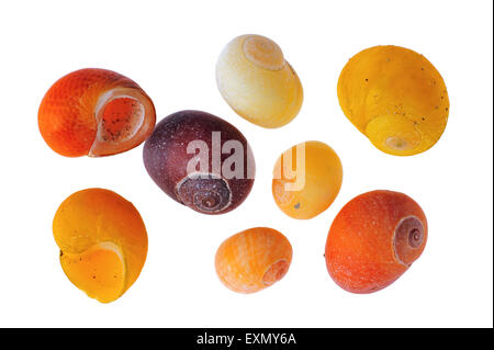 Colorate pervinca piana (Littorina obtusata) gusci su sfondo bianco Foto Stock